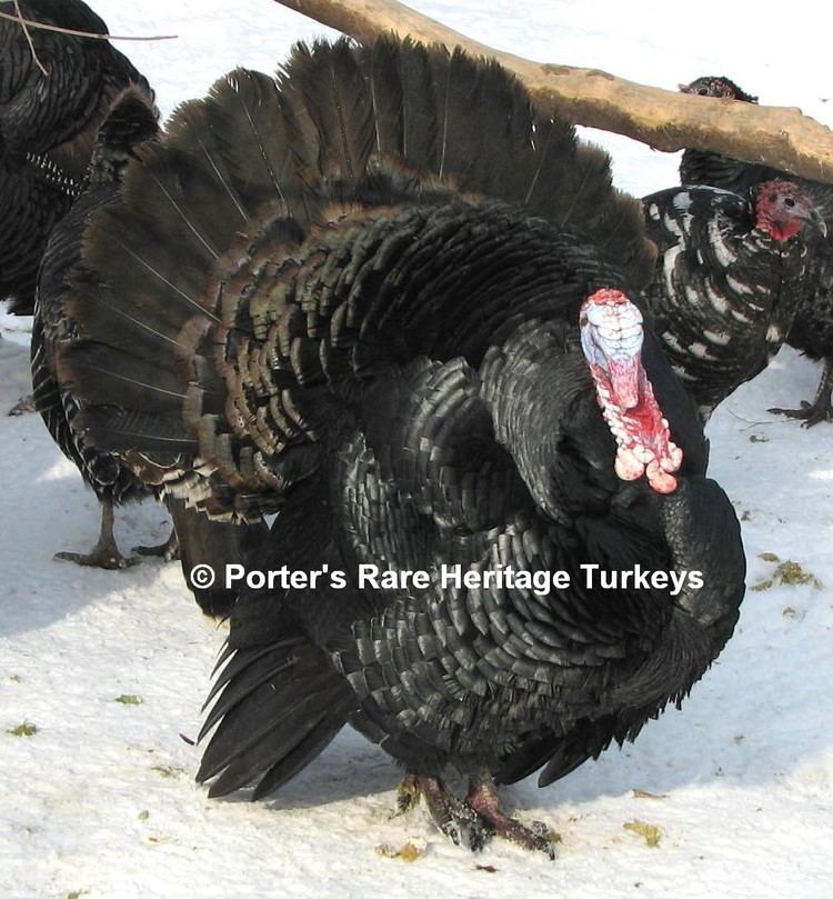 Black turkey Black Porter39s Rare Heritage Turkeys