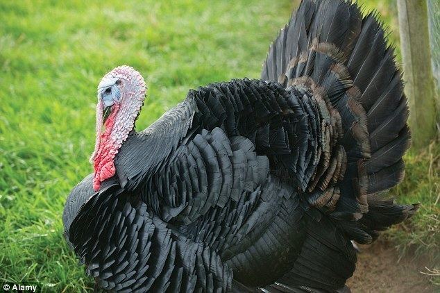 Black turkey Turkey Wars Bronze or black which trendy bird should plump for