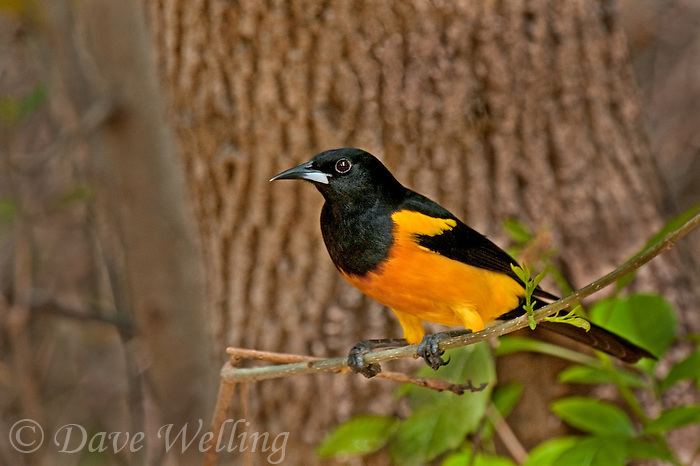 Black Vented Oriole - Alchetron, The Free Social Encyclopedia