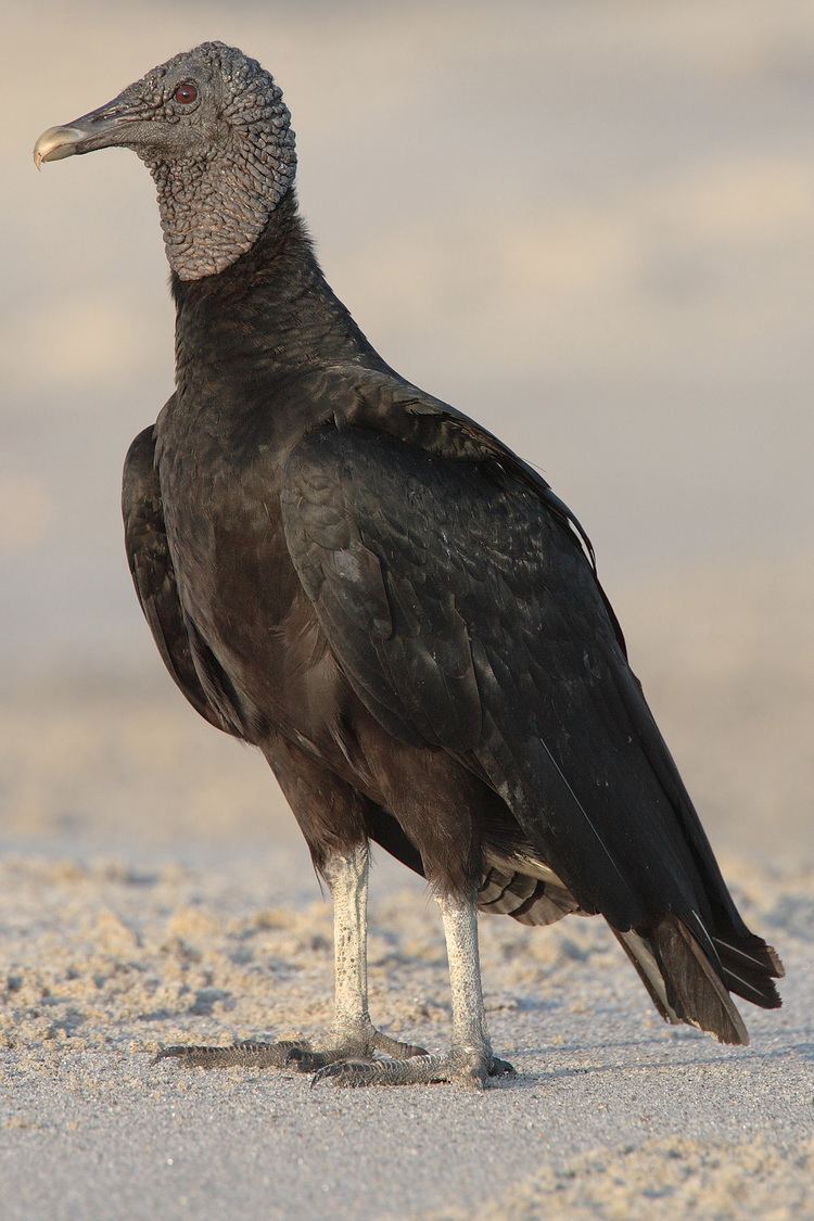 Black vulture Black vulture Wikipedia