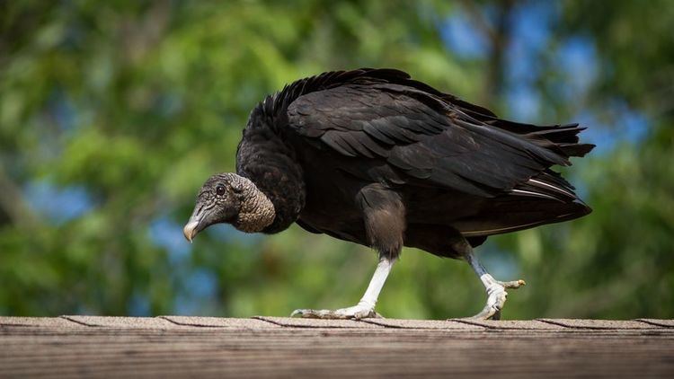 Black vulture Black Vultures Black Vulture Pictures Black Vulture Facts