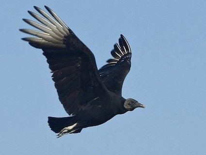 Black vulture Black Vulture Identification All About Birds Cornell Lab of