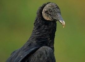 Black vulture Black Vulture Identification All About Birds Cornell Lab of