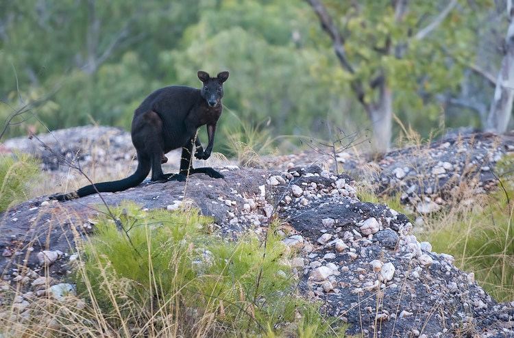 Black wallaroo Black Wallaroo Macropus bernardus Black wallaroos are pe Flickr