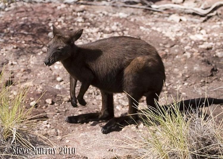 Black wallaroo Black Wallaroo Macropus bernardus Australia Mammals Wildiaries