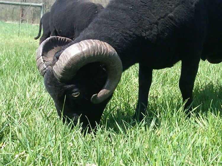 Black Welsh Mountain sheep Black Welsh Mountain Sheep for Sale Chengwatana Farm