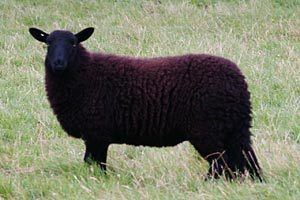 Black Welsh Mountain sheep Black Welsh Mountain sheep PetMapz