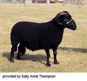 Black Welsh Mountain sheep Breeds of Livestock Black Welsh Mountain Sheep Breeds of