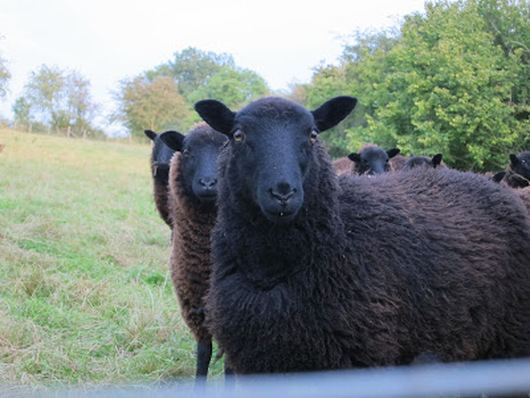 Black Welsh Mountain sheep Black Welsh Mountain Sheep Breeds Raising Sheep