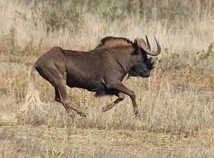Black wildebeest httpsuploadwikimediaorgwikipediacommonsthu