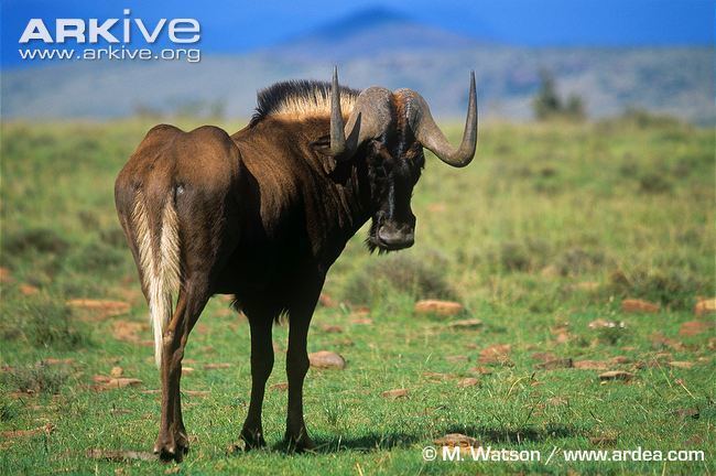 Black wildebeest Black wildebeest photo Connochaetes gnou G67824 ARKive