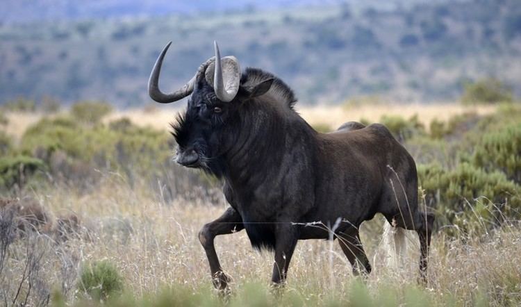 Black wildebeest Black Wildebeest Connochaetes gnou about animals