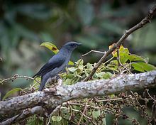 Black-winged cuckooshrike httpsuploadwikimediaorgwikipediacommonsthu