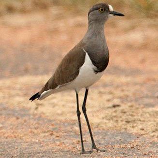 Black-winged lapwing 2424930856ab7f33e1b1327wjpg