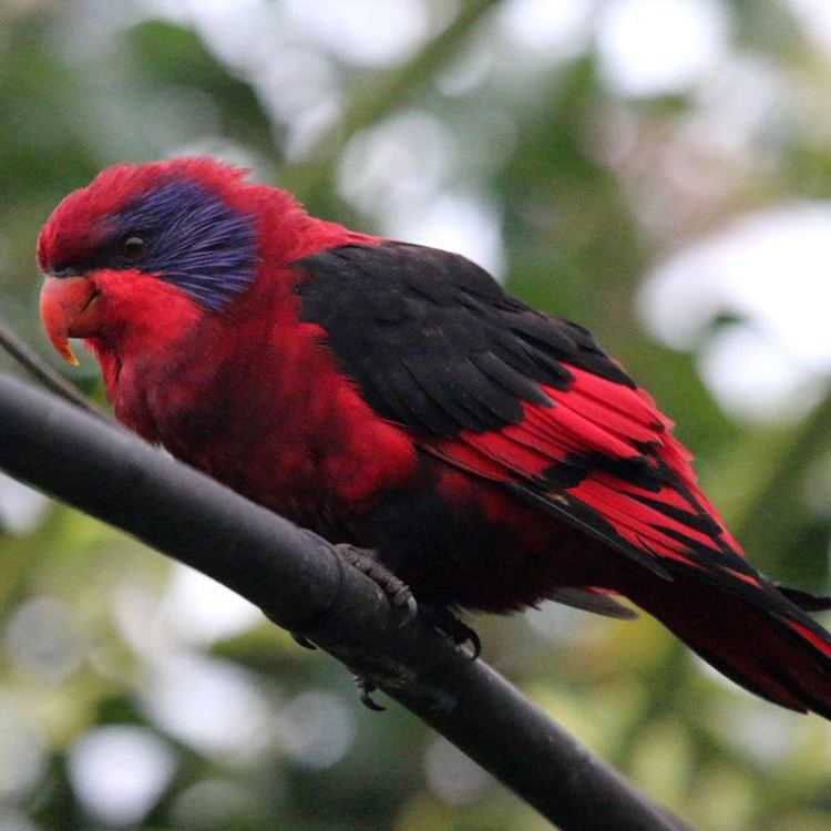 Black-winged lory Blackwinged Lory