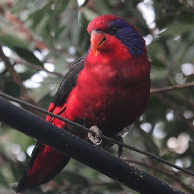 Black-winged lory bwlory1jpg