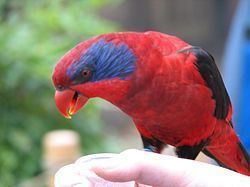 Black-winged lory httpsuploadwikimediaorgwikipediacommonsthu