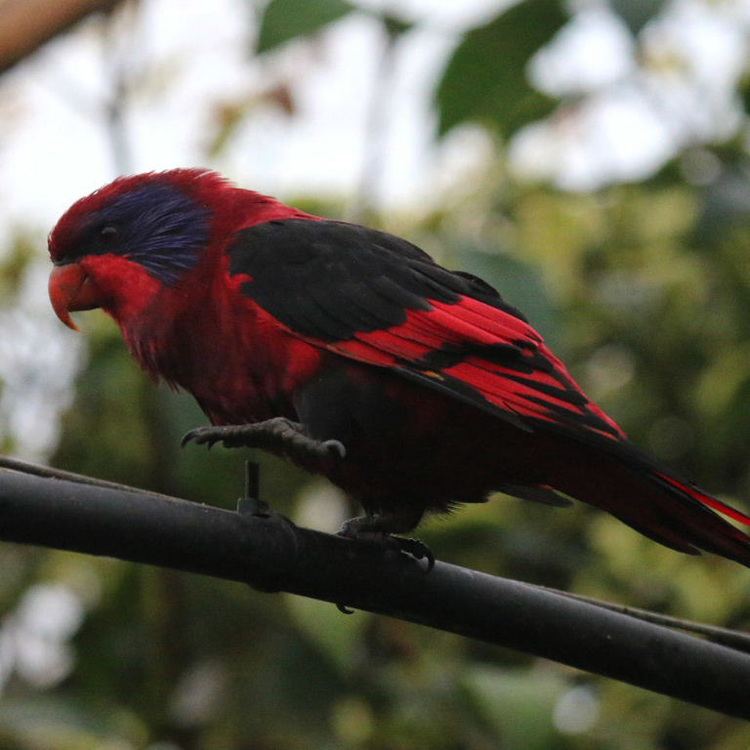 Black-winged lory Blackwinged Lory