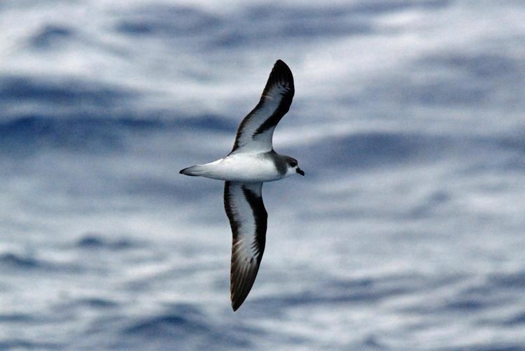 Black-winged petrel Blackwinged Petrel Pterodroma nigripennis Underwing view the
