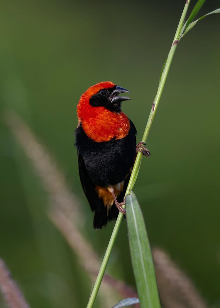 Black-winged red bishop Pinterest The world39s catalog of ideas