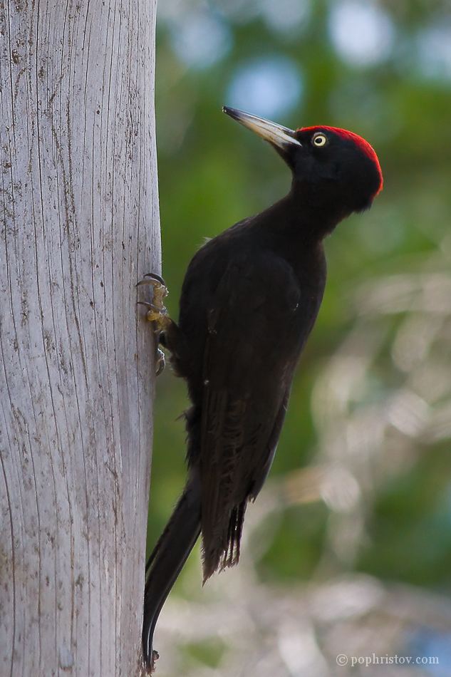 Black woodpecker Boris Pophristov Photography Wildlife Black Woodpecker II
