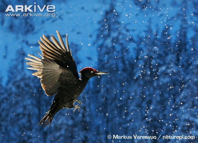 Black woodpecker Black woodpecker videos photos and facts Dryocopus martius ARKive