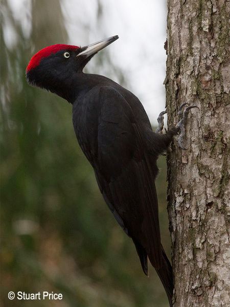 Black woodpecker orientalbirdimagesorgimagesdatablackwoodpecke