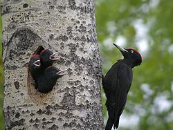 Black woodpecker Black woodpecker Wikipedia
