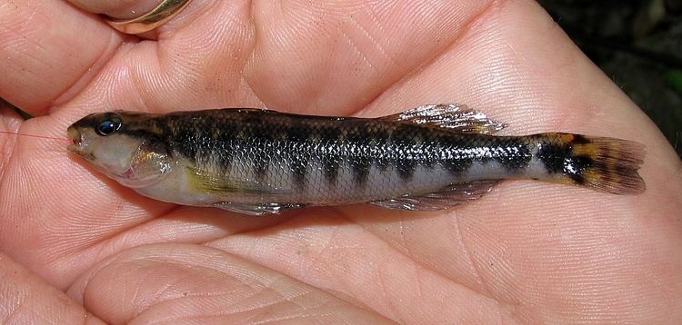 Blackbanded darter Blackbanded Darter Percina nigrofasciata those other fish