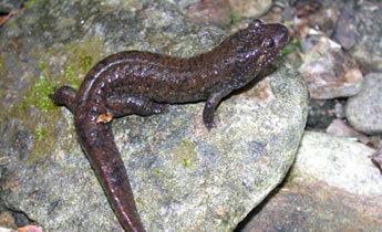 Blackbelly salamander srelherpugaedusalamanderspicsdesqua210jpg