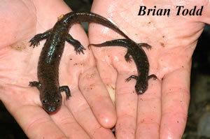 Blackbelly salamander Species Profile Blackbelly Salamander Desmognathus guadramaculatus