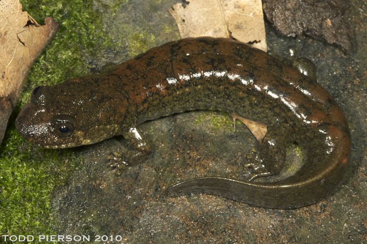 Blackbelly salamander Desmognathus quadramaculatus details Forestventurecom