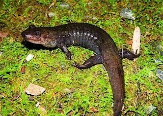 Blackbelly salamander Salamanders of Tennessee My Field Journal Matthew L Niemiller