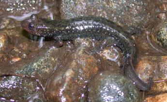 Blackbelly salamander Species Profile Dwarf Blackbelly Salamander Desmognathus folkertsi