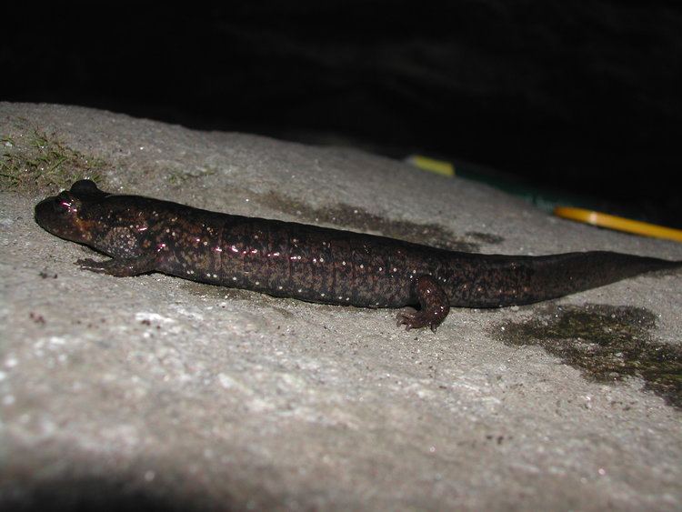 Blackbelly salamander vert species list 05