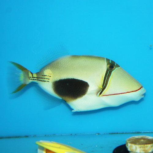 Blackbelly triggerfish wwwthatpetplacecomcoremediamedianlid3921ampc