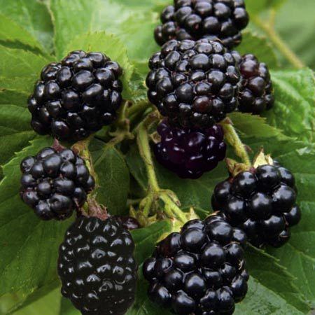 Blackberry buy Blackberry plants Rubus