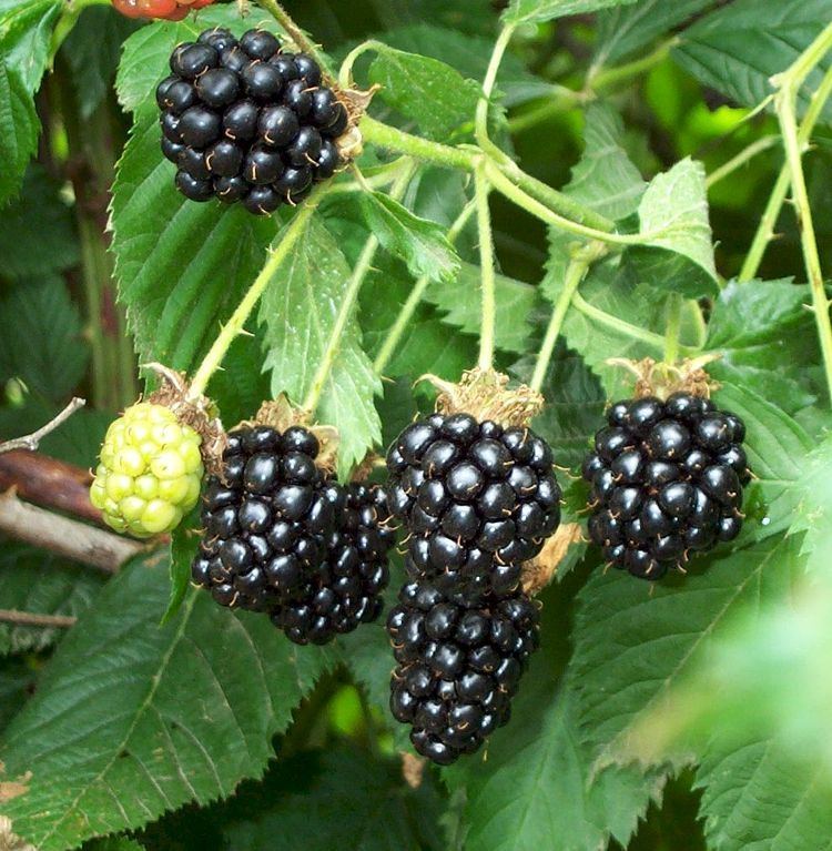 Blackberry Blackberries Planting Growing and Harvesting Blackberry Bushes