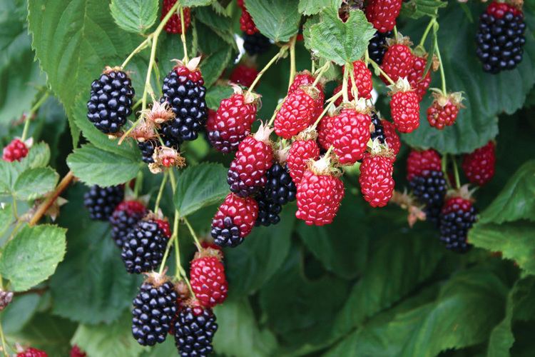 Blackberry Blackberry Apache Plant from Mr Fothergill39s Seeds and Plants