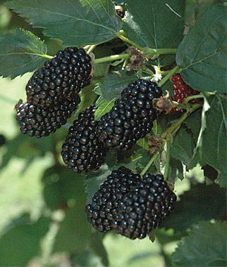Blackberry Blackberry Plants for Sale Triple Crown amp Thornless Burpeecom