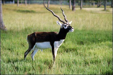 Blackbuck Blackbuck Facts History Useful Information and Amazing Pictures