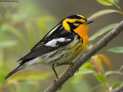 Blackburnian warbler Blackburnian Warbler Identification All About Birds Cornell Lab