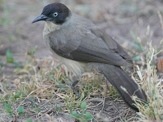 Blackcap babbler wwwbirdforumnetopusimagesthumb99aBlackcap