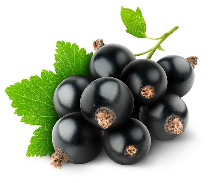 Blackcurrant Professional supplier for Black Currant extract Nutra Green