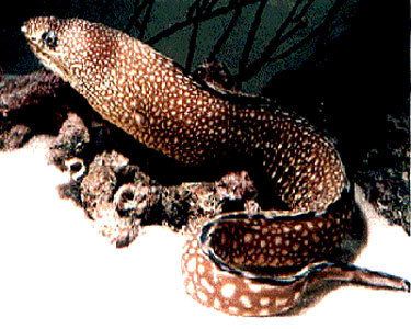 Blackedge moray eel wwwaquariumdomaincomimagesfishmarineeelblac