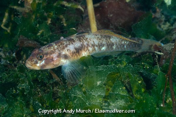 Blackeye goby Blackeye Goby Pictures images of Rhinogobiops nicholsii