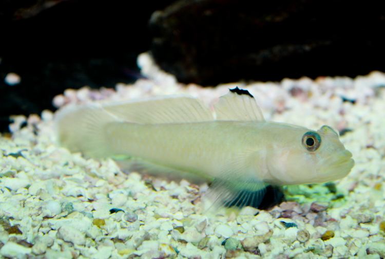 Blackeye goby Blackeye goby Wikipedia