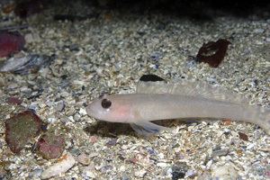 Blackeye goby Blackeye Goby SIMoN