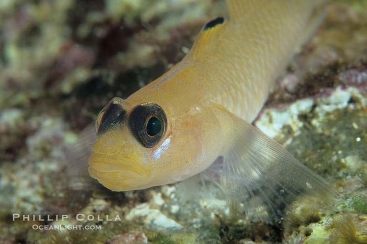 Blackeye goby Blackeye goby