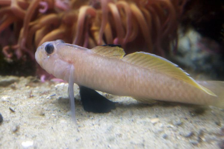 Blackeye goby Blackeye Goby at the New England Aquarium ClipPix ETC Educational